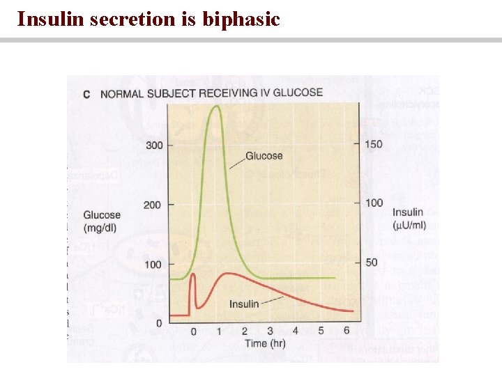 Insulin secretion is biphasic 