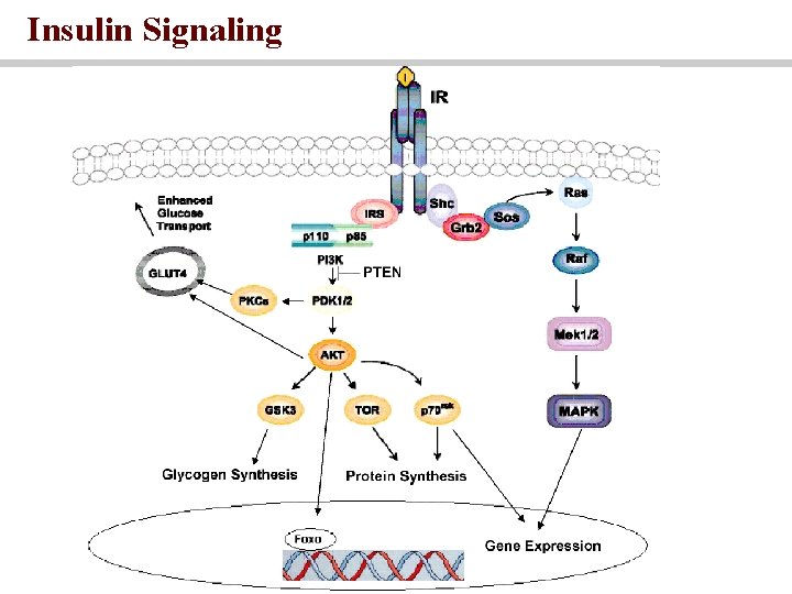 Insulin Signaling 