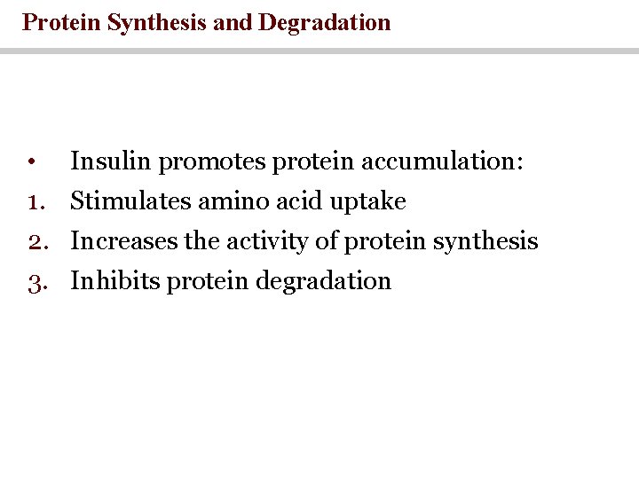 Protein Synthesis and Degradation • Insulin promotes protein accumulation: 1. Stimulates amino acid uptake