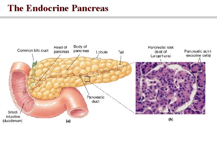 The Endocrine Pancreas 
