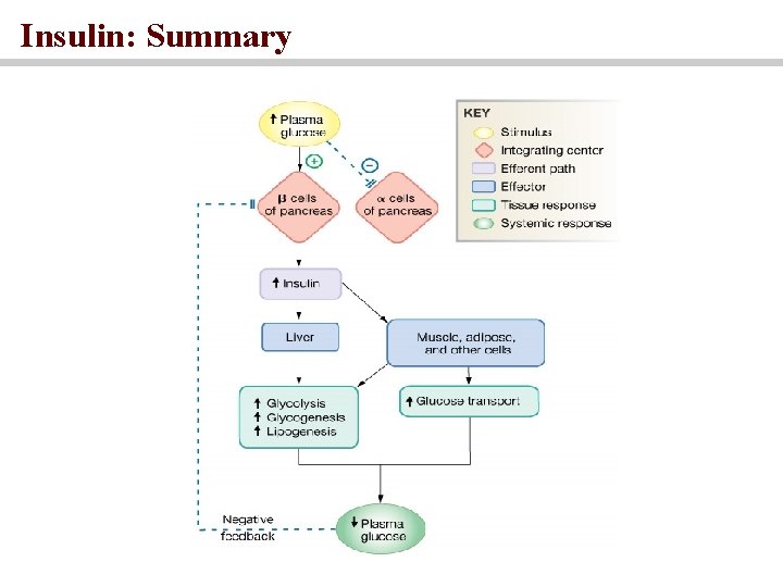 Insulin: Summary 