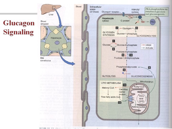 Glucagon Signaling 