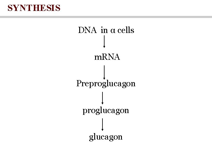 SYNTHESIS DNA in α cells m. RNA Preproglucagon 