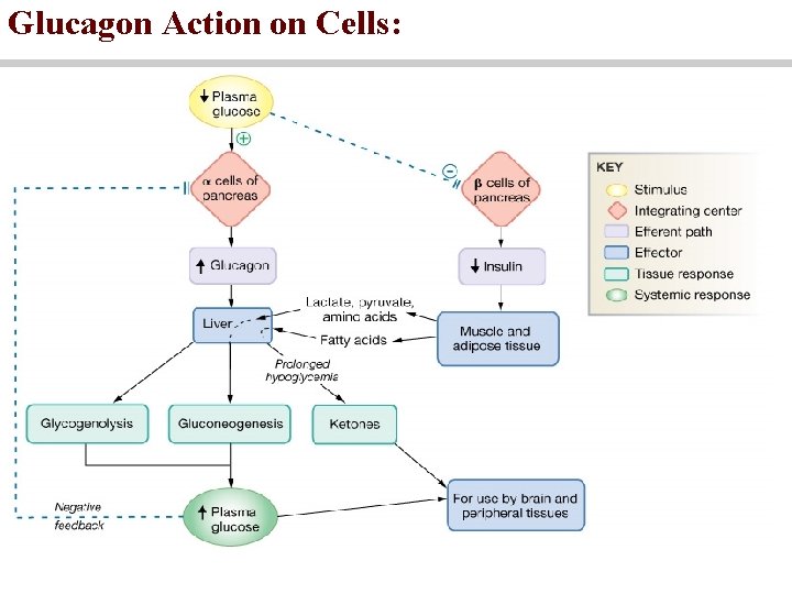 Glucagon Action on Cells: 