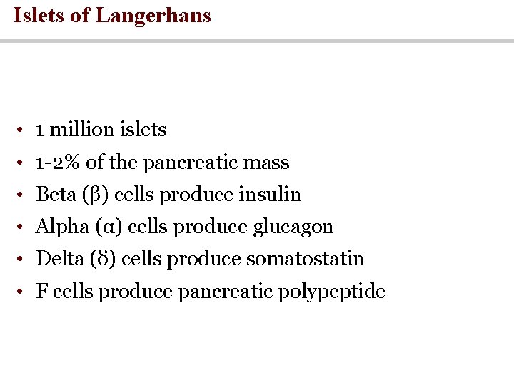 Islets of Langerhans • 1 million islets • 1 -2% of the pancreatic mass