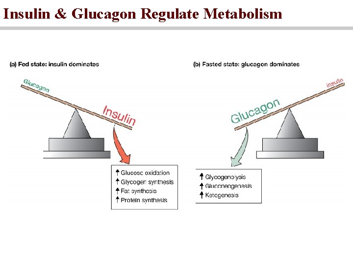 Insulin & Glucagon Regulate Metabolism 