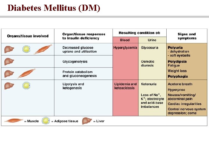 Diabetes Mellitus (DM) 