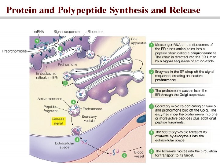 Protein and Polypeptide Synthesis and Release 