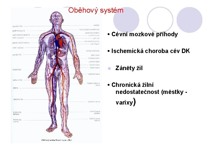 Oběhový systém • Cévní mozkové příhody • Ischemická choroba cév DK l Záněty žil