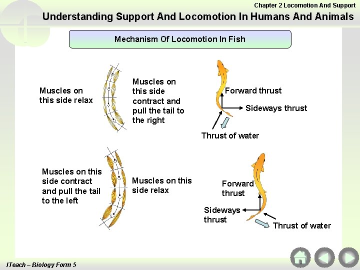 Chapter 2 Support And Locomotion 2 1 Understanding