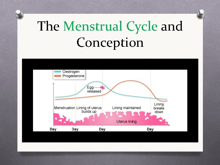 The Menstrual Cycle and Conception 
