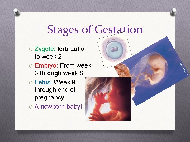 Stages of Gestation O Zygote: fertilization to week 2 O Embryo: From week 3