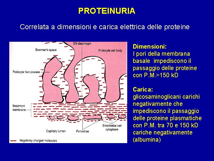 PROTEINURIA Correlata a dimensioni e carica elettrica delle proteine Dimensioni: I pori della membrana