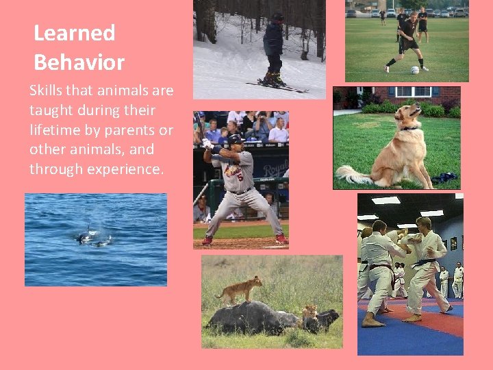 Learned Behavior Skills that animals are taught during their lifetime by parents or other