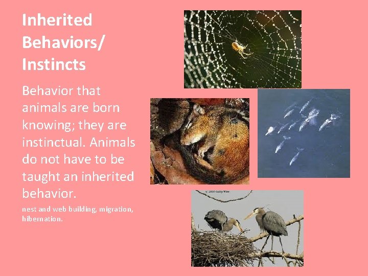 Inherited Behaviors/ Instincts Behavior that animals are born knowing; they are instinctual. Animals do