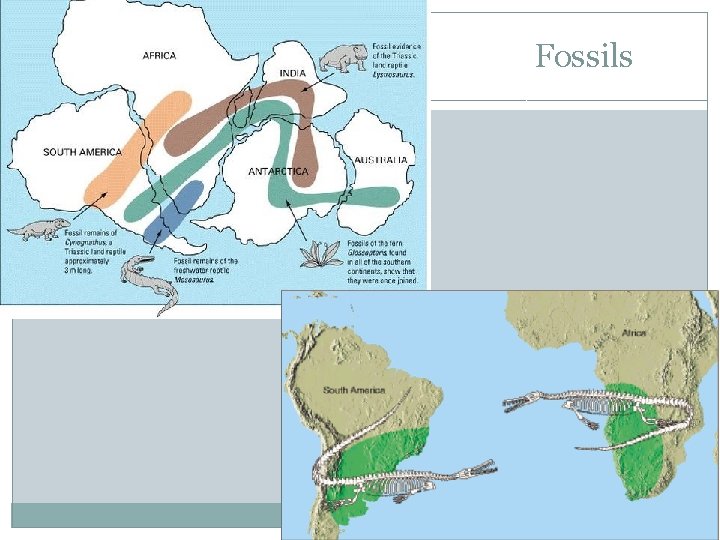 Fossils 