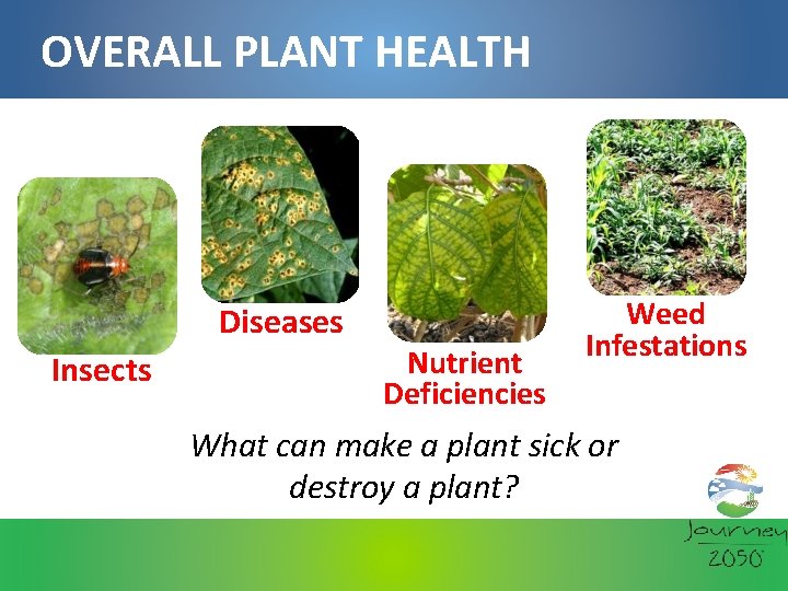 OVERALL PLANT HEALTH Diseases Insects Nutrient Deficiencies Weed Infestations What can make a plant