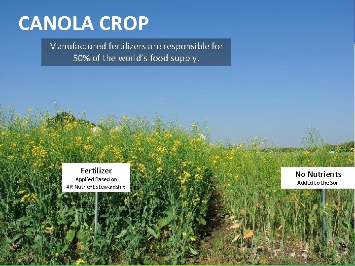 CANOLA CROP Manufactured fertilizers are responsible for 50% of the world’s food supply. Fertilizer