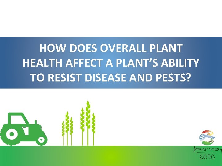 HOW DOES OVERALL PLANT HEALTH AFFECT A PLANT’S ABILITY TO RESIST DISEASE AND PESTS?