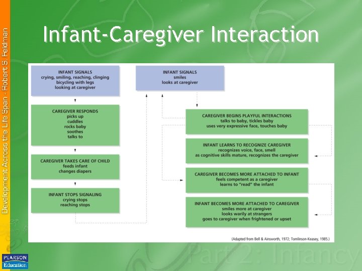 Infant-Caregiver Interaction 