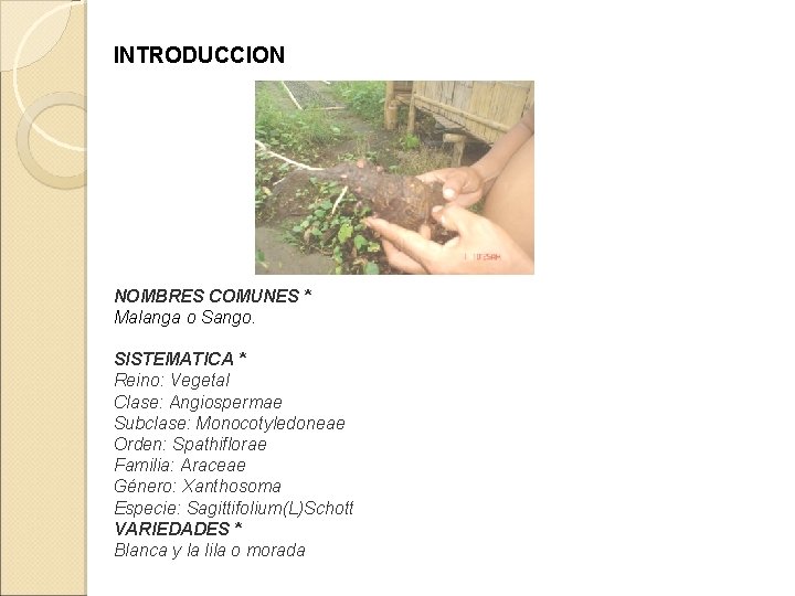 INTRODUCCION NOMBRES COMUNES * Malanga o Sango. SISTEMATICA * Reino: Vegetal Clase: Angiospermae Subclase: