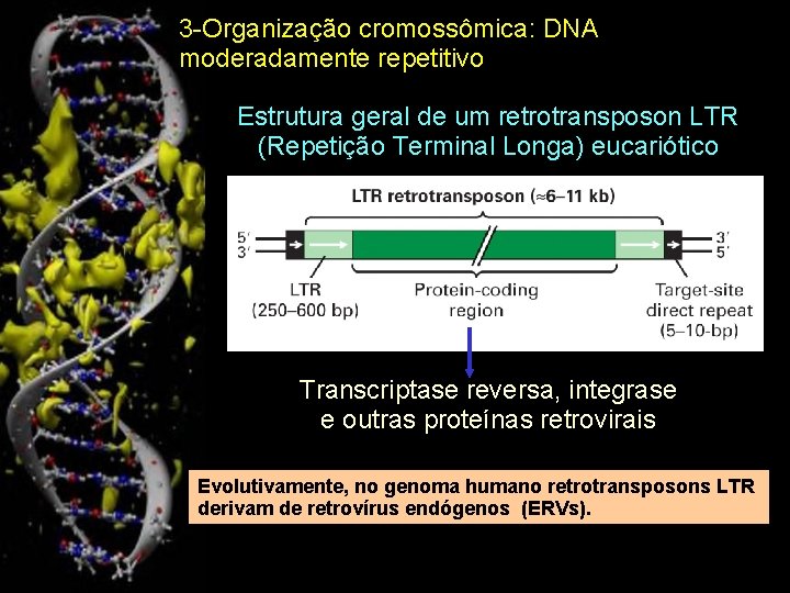 3 -Organização cromossômica: DNA moderadamente repetitivo Estrutura geral de um retrotransposon LTR (Repetição Terminal