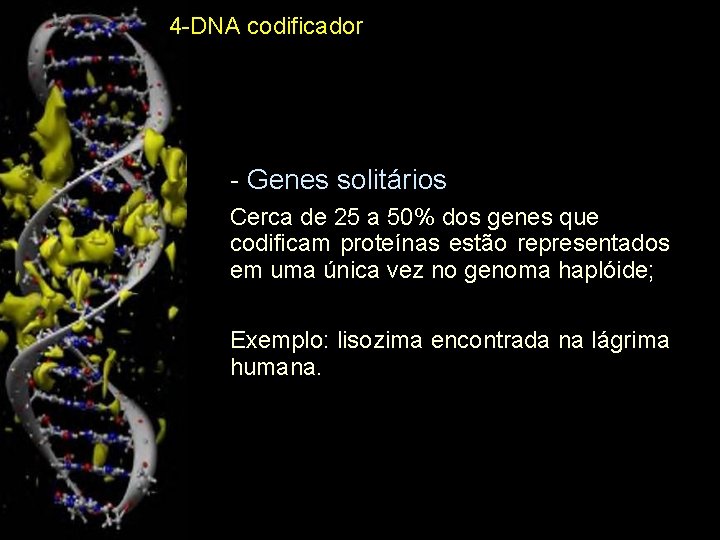 4 -DNA codificador - Genes solitários Cerca de 25 a 50% dos genes que