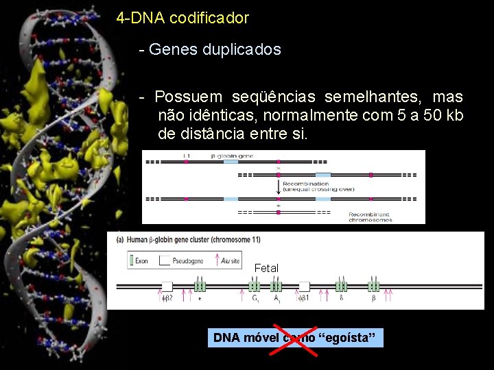 4 -DNA codificador - Genes duplicados - Possuem seqüências semelhantes, mas não idênticas, normalmente