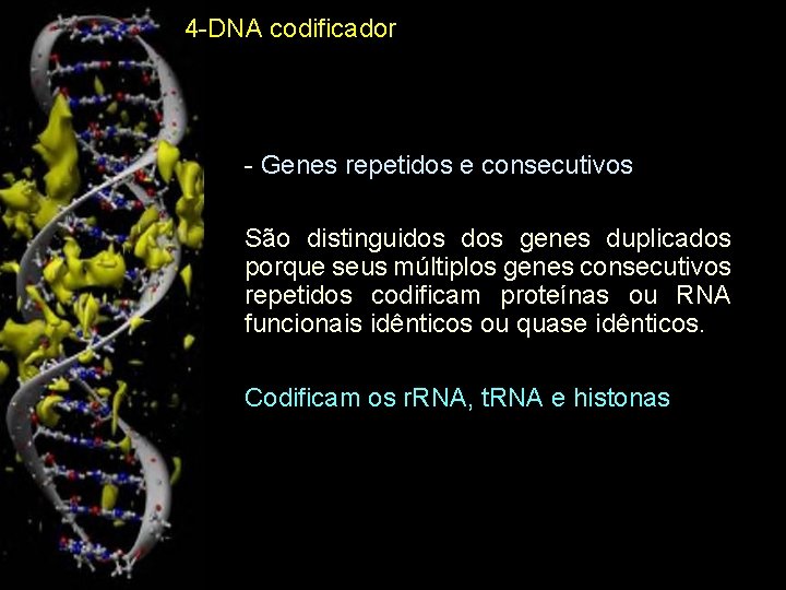 4 -DNA codificador • - Genes repetidos e consecutivos - São distinguidos genes duplicados