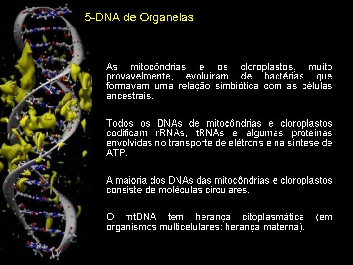 5 -DNA de Organelas • As mitocôndrias e os cloroplastos, muito provavelmente, evoluíram de