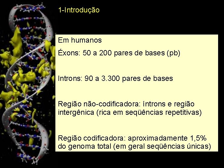 1 -Introdução Em humanos Éxons: 50 a 200 pares de bases (pb) Introns: 90