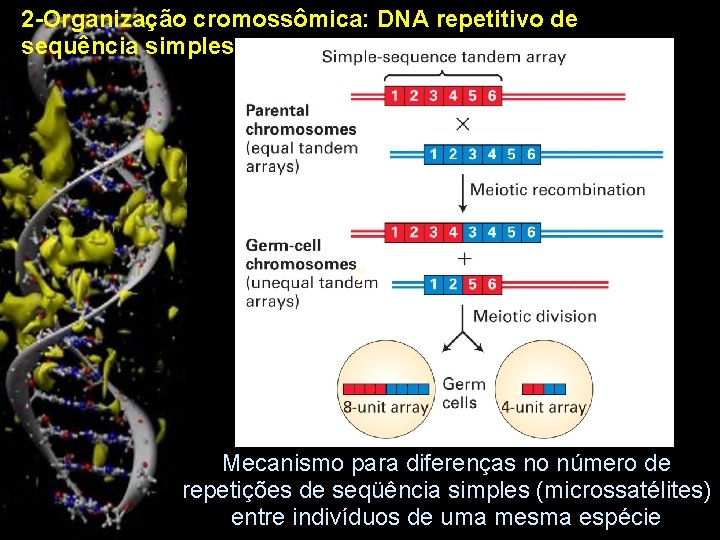 2 -Organização cromossômica: DNA repetitivo de sequência simples γ Mecanismo para diferenças no número