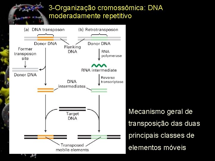 3 -Organização cromossômica: DNA moderadamente repetitivo Mecanismo geral de transposição das duas principais classes