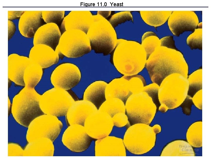 Figure 11. 0 Yeast 