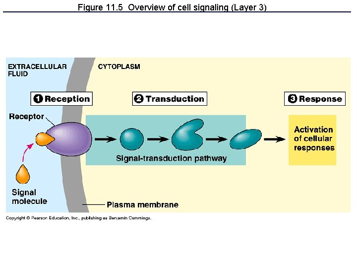 Figure 11. 5 Overview of cell signaling (Layer 3) 