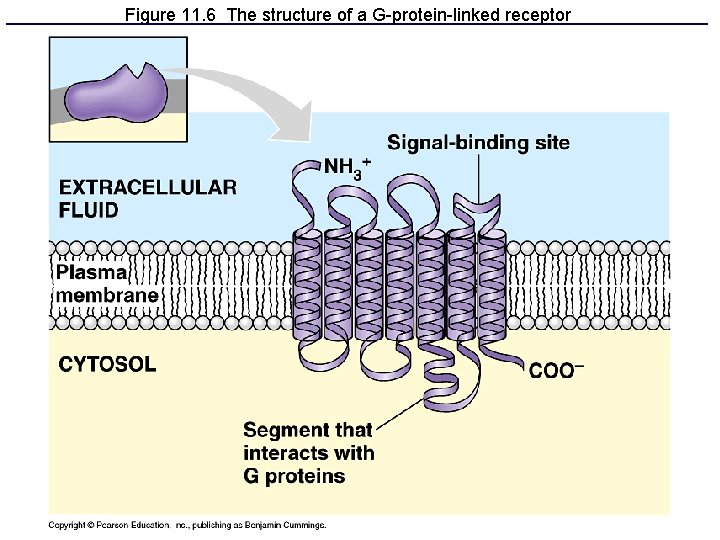 Figure 11. 6 The structure of a G-protein-linked receptor 