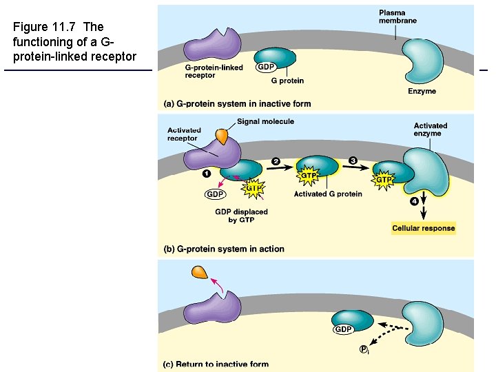 Figure 11. 7 The functioning of a Gprotein-linked receptor 