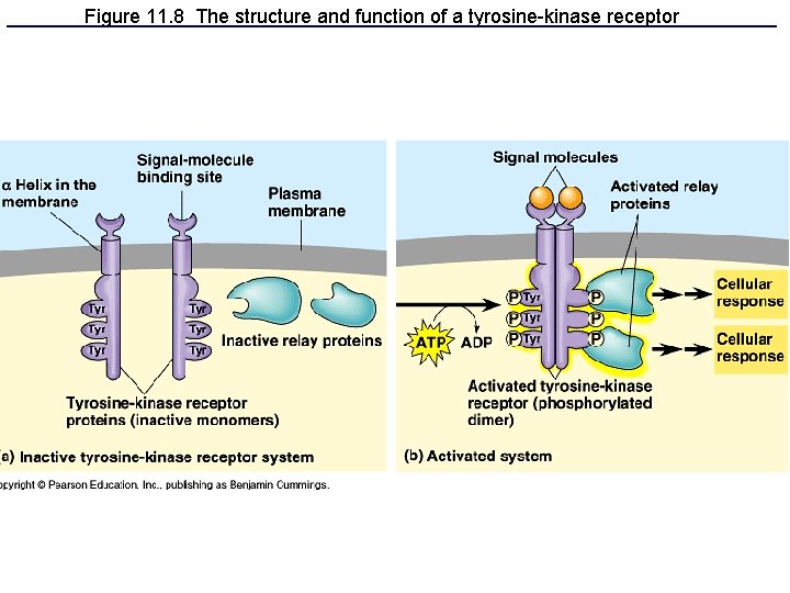 Figure 11. 8 The structure and function of a tyrosine-kinase receptor 