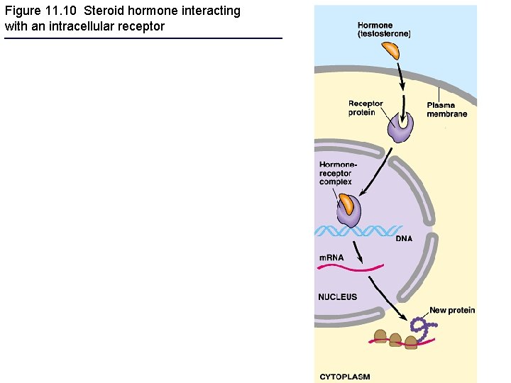 Figure 11. 10 Steroid hormone interacting with an intracellular receptor 