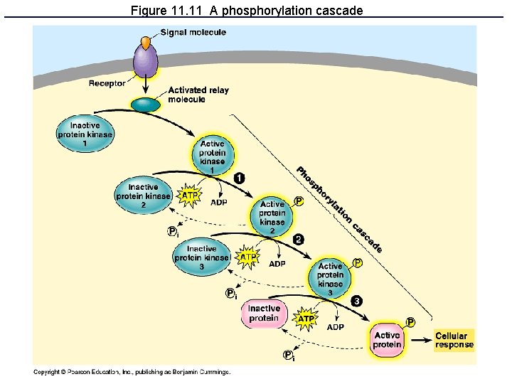 Figure 11. 11 A phosphorylation cascade 