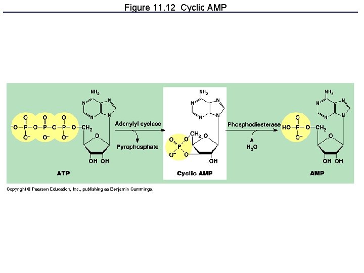 Figure 11. 12 Cyclic AMP 