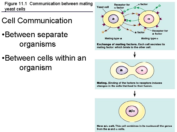 Figure 11. 1 Communication between mating yeast cells Cell Communication • Between separate organisms