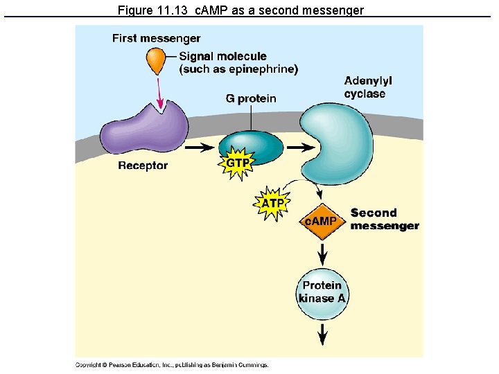 Figure 11. 13 c. AMP as a second messenger 