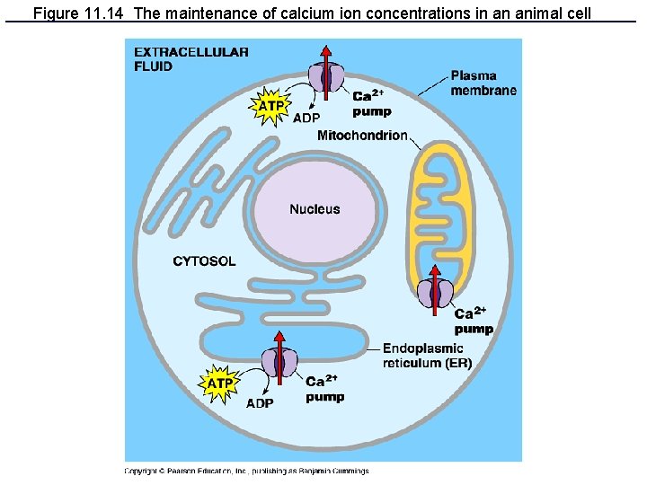 Figure 11. 14 The maintenance of calcium ion concentrations in an animal cell 