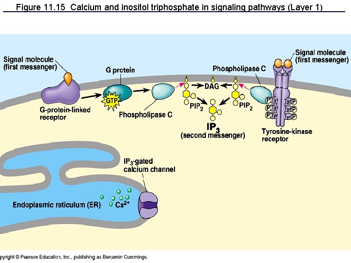 Figure 11. 15 Calcium and inositol triphosphate in signaling pathways (Layer 1) 