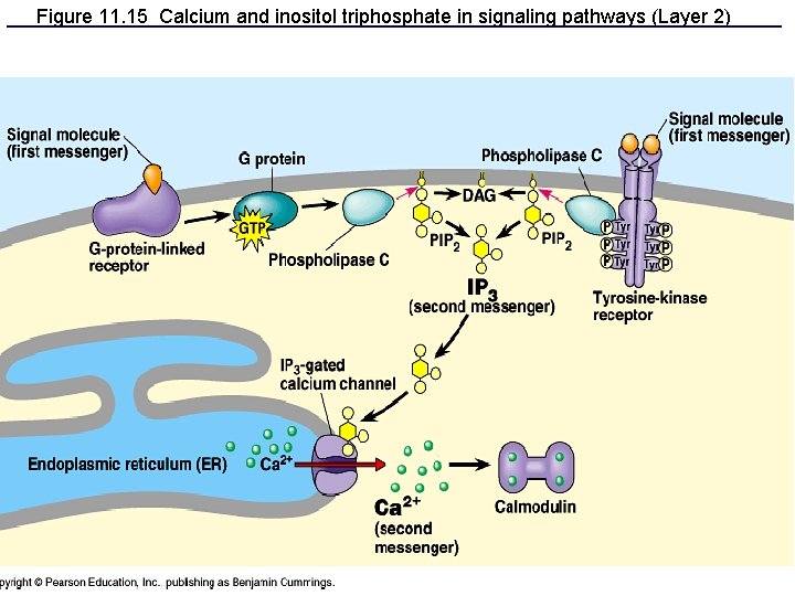 Figure 11. 15 Calcium and inositol triphosphate in signaling pathways (Layer 2) 