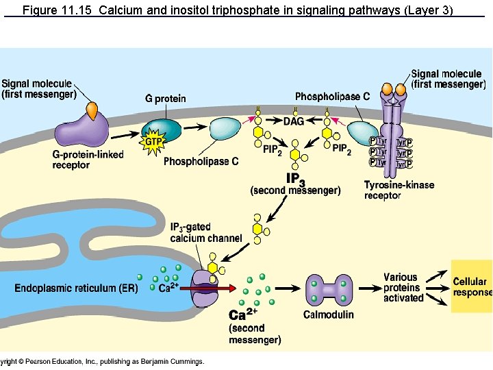 Figure 11. 15 Calcium and inositol triphosphate in signaling pathways (Layer 3) 