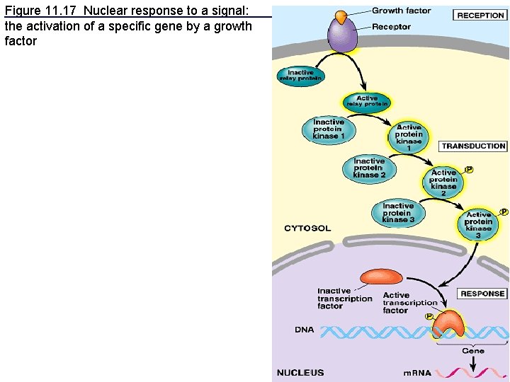 Figure 11. 17 Nuclear response to a signal: the activation of a specific gene