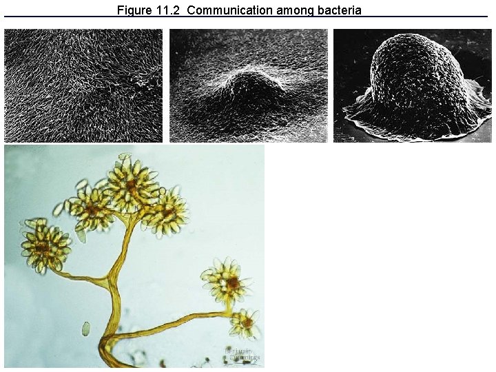 Figure 11. 2 Communication among bacteria 