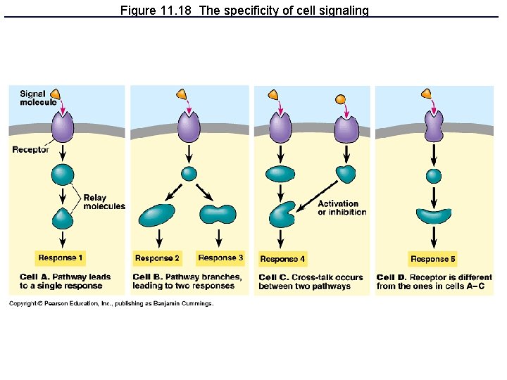 Figure 11. 18 The specificity of cell signaling 